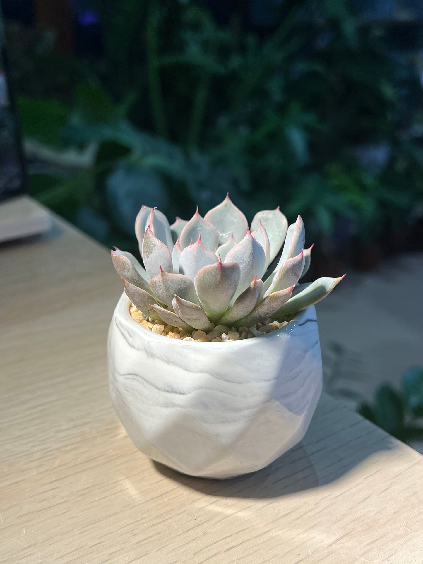 Echeveria in Marble Pot