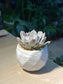 Echeveria in Marble Pot