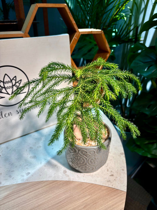 Araucaria Heterophylla in Grey Pot 🩶