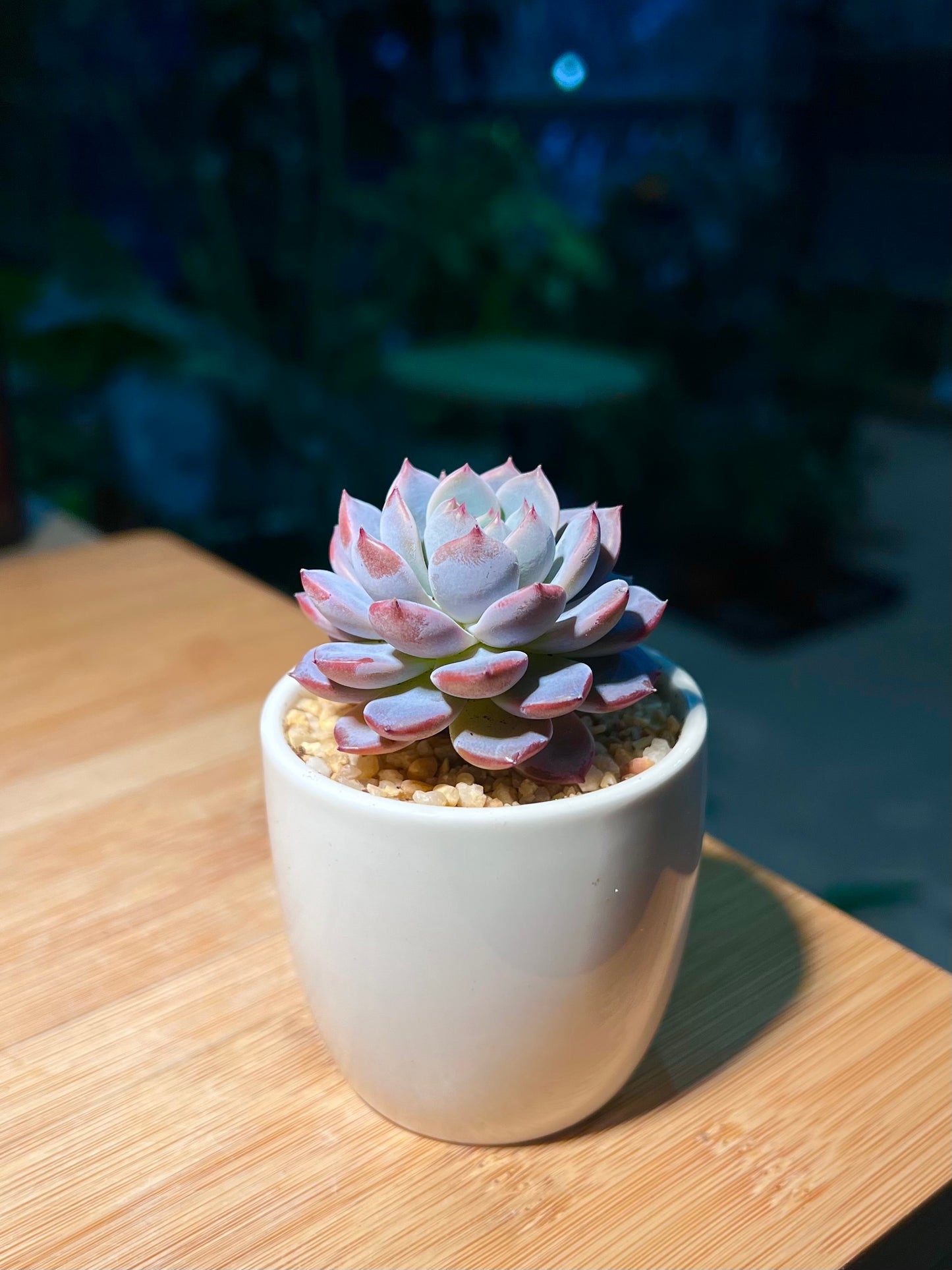 Echeveria in White Cylindrical Pot