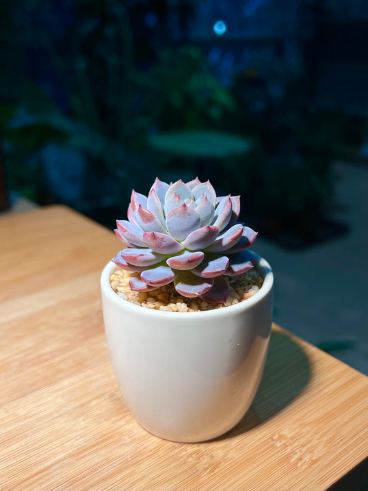Echeveria in White Cylindrical Pot