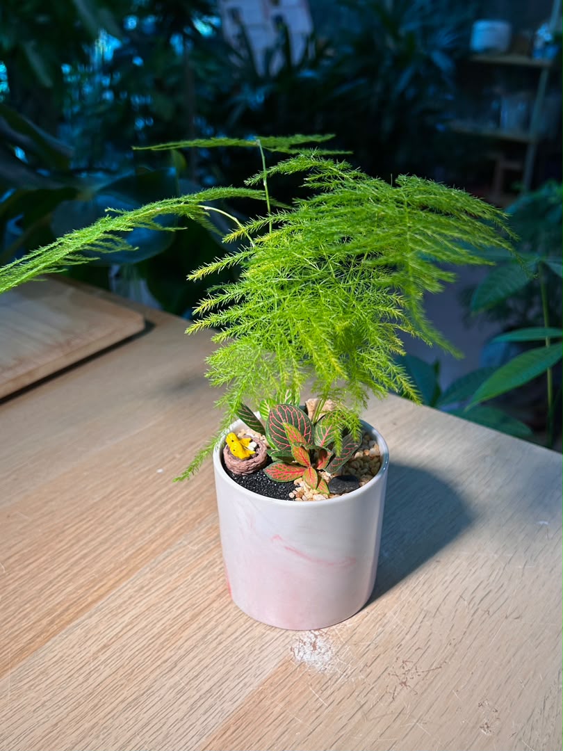 Indoor Plant Arrangement Aparagues Fern & Fittonia (文竹 & 网纹草) in White Glazed Ceramic Pot