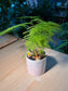 Indoor Plant Arrangement Aparagues Fern & Fittonia (文竹 & 网纹草) in White Glazed Ceramic Pot
