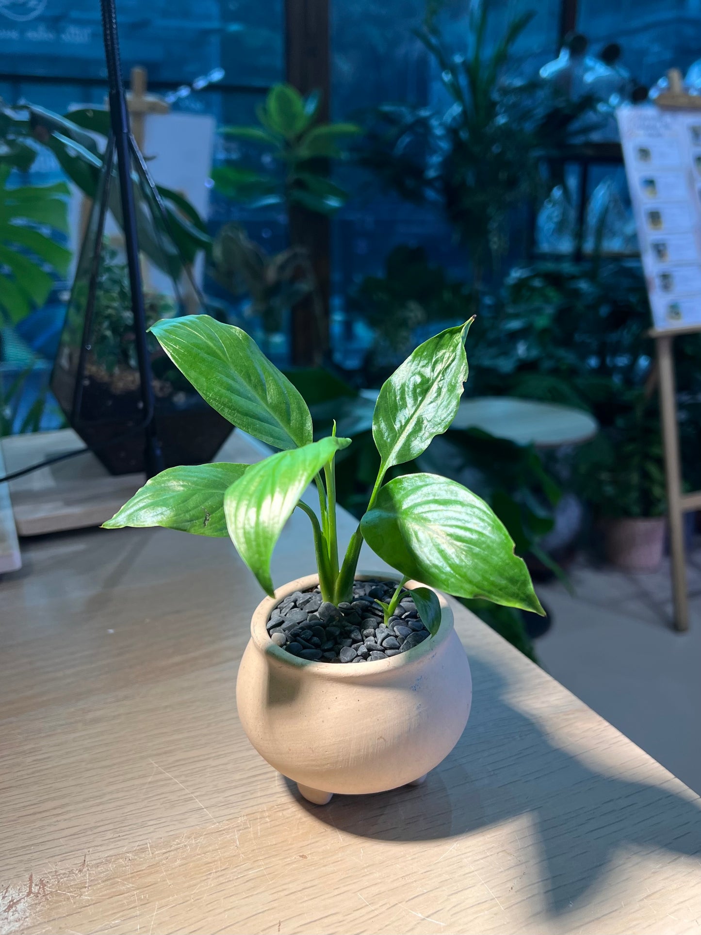 Peace Lily (白掌) in Matt Textured Claypot