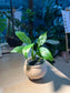 Peace Lily (白掌) in Matt Textured Claypot