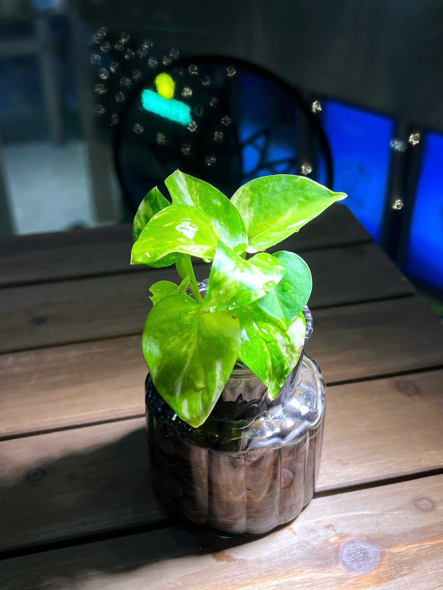 Golden Pothos in Transparent Water Based Glass