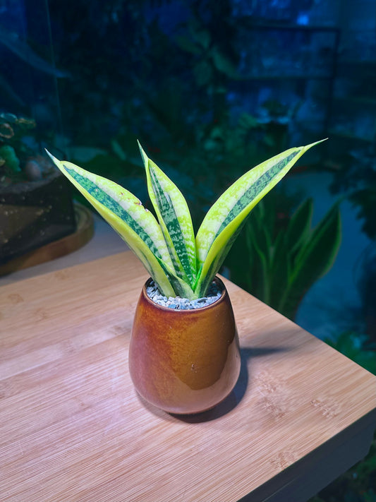 Senseveria (Snake Plant) in Shiny Brown Ceramic Pot