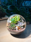 Succulent Terrarium in Round Glass (L)