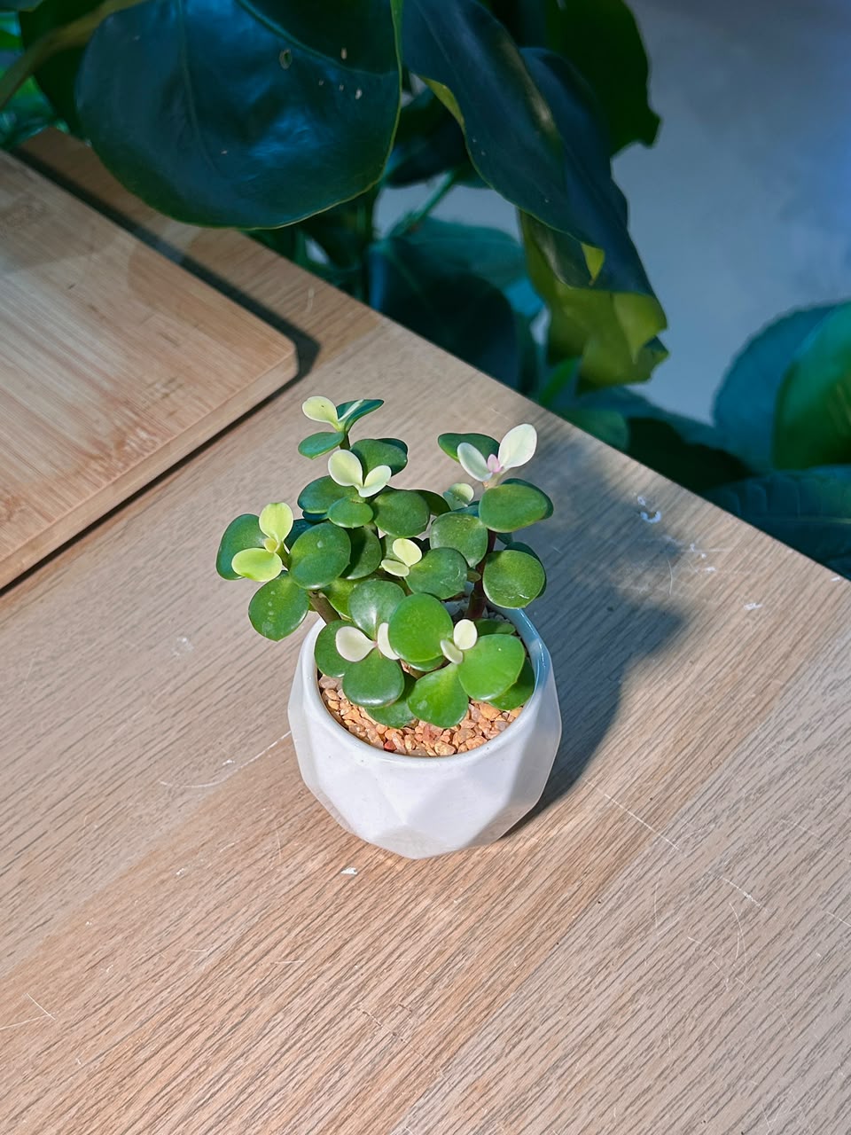 Elephant Bush (雅乐之舞) Portulacaria Afra in Matte Geometric Ceramic Pot