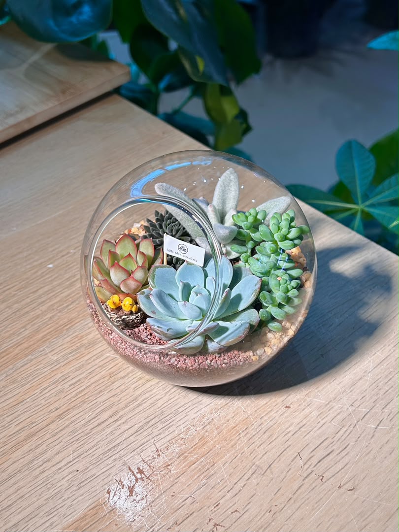 Succulent Arrangement Terrarium (多肉植物) in Round Glass (L)