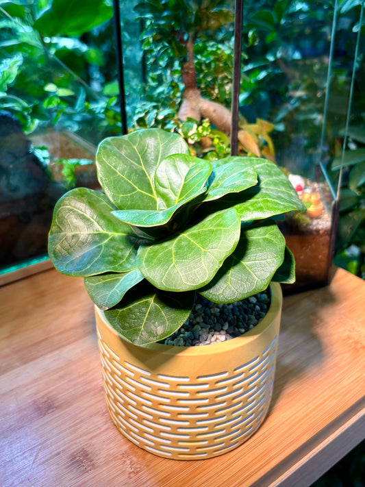 Ficus Lyrata Warb in Buttercup Pot 💛