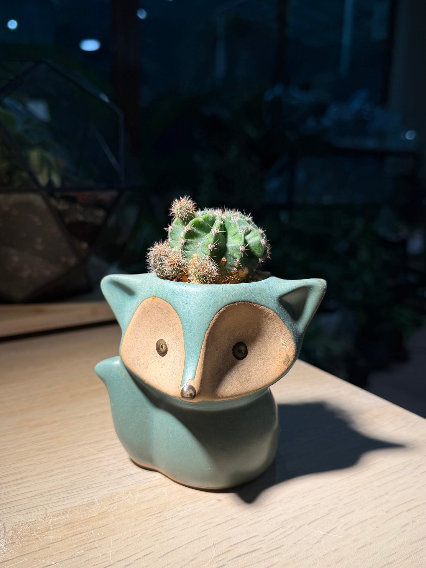 Echinopsis Cactus in Fox Pot