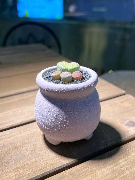 Lithops Paw in Matt Textured Claypot