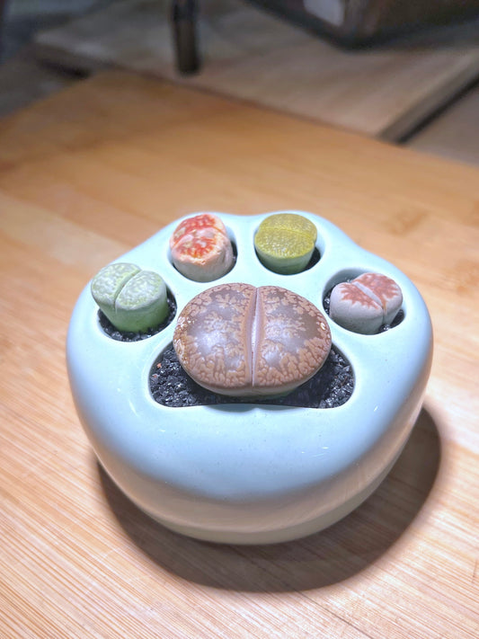 Lithops in Bluish Bear Paw Pot