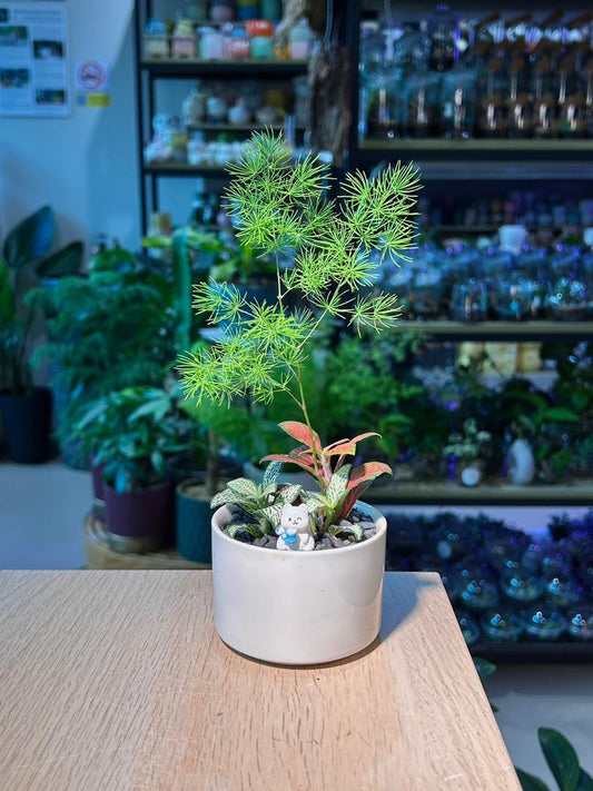 Indoor Plant Arrangement Foxtail Fern & Fittonia (狐尾冬& 网纹草) in White Glazed Ceramic Pot