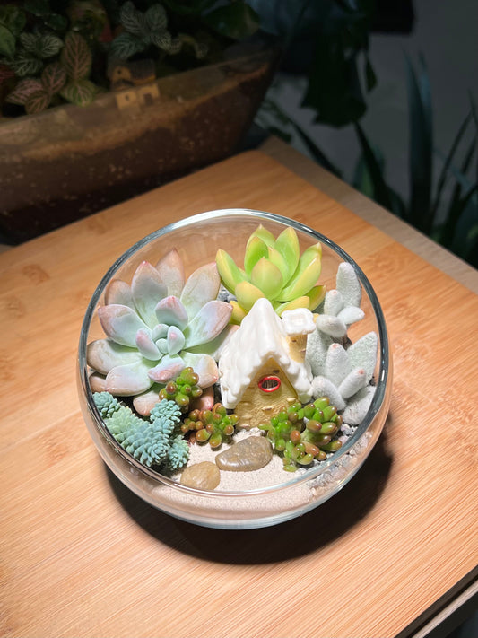 Christmas Theme - Succulent Arrangement in Slanted Glass