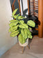 Artificial Caladium Lindenii (乳脉千年芋) in Brown Polymer Pot
