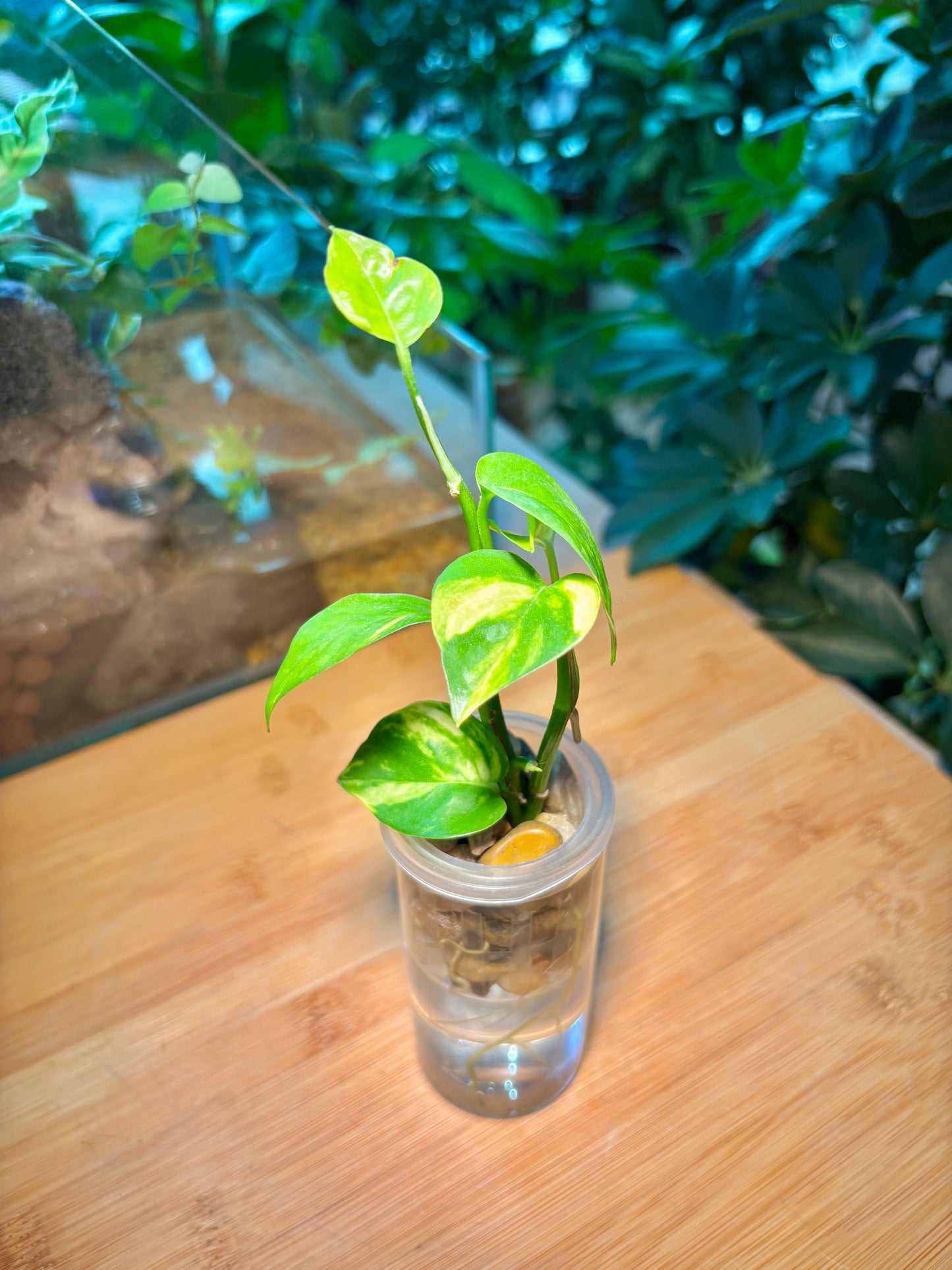 Epipremnum Aureum in Cute Water Based Glass