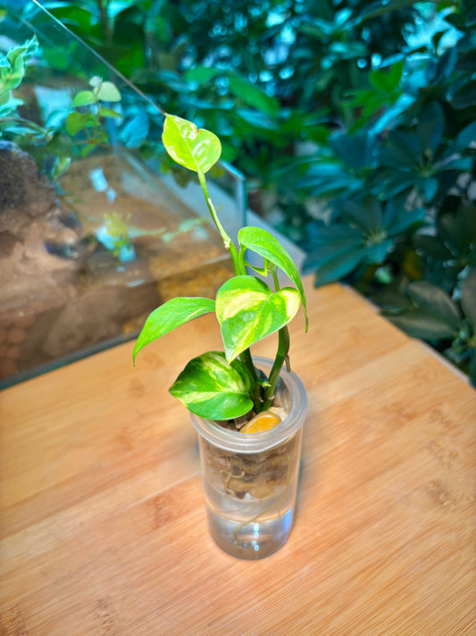 Epipremnum Aureum in Cute Water Based Glass