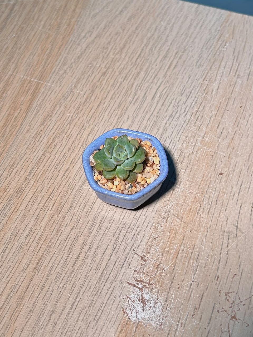 Baby Echeveria Succulents (拟石莲花) in a Glazed Ceramic Pot