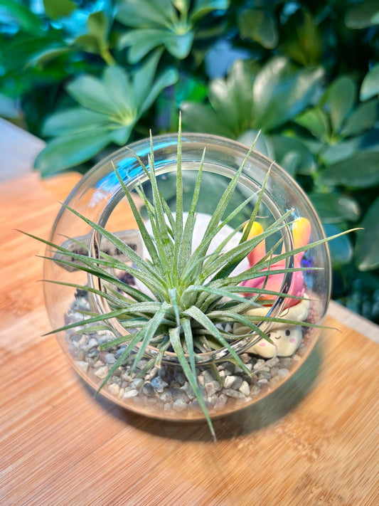 Airplant in Round Glass Terrarium 🐰