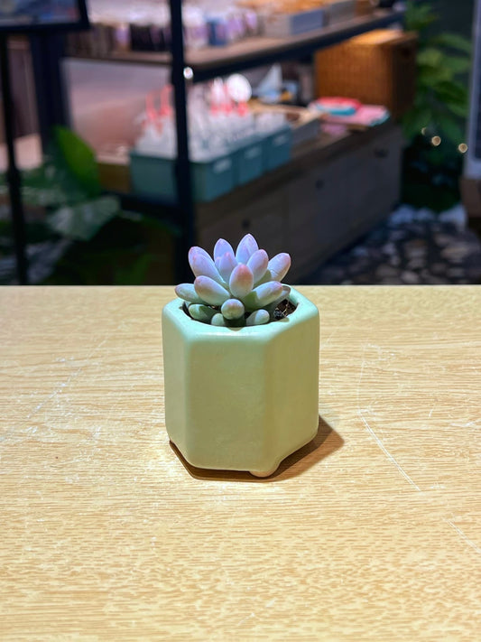 Graptosedum Baby’s Fingers in Glazed Ceramic Pot