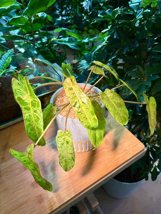 Philodendron Burle-Marx in Unique Pot