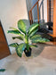 Artificial Dieffenbachia (黛粉叶) in Black Polymer Pot