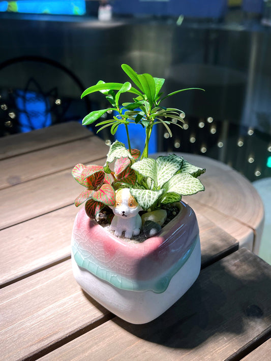 Fittonia & Podocarpus Macrophyllus Arrangement in Tricolor Square Ceramic Pot