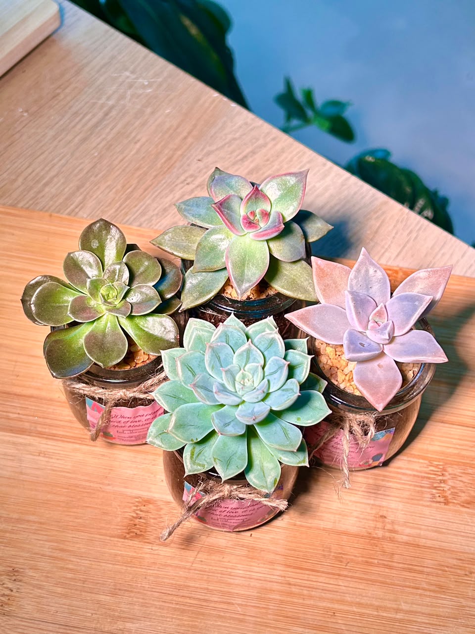 Echeveria Succulent in Pudding Jar