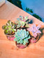 Echeveria Succulent in Pudding Jar