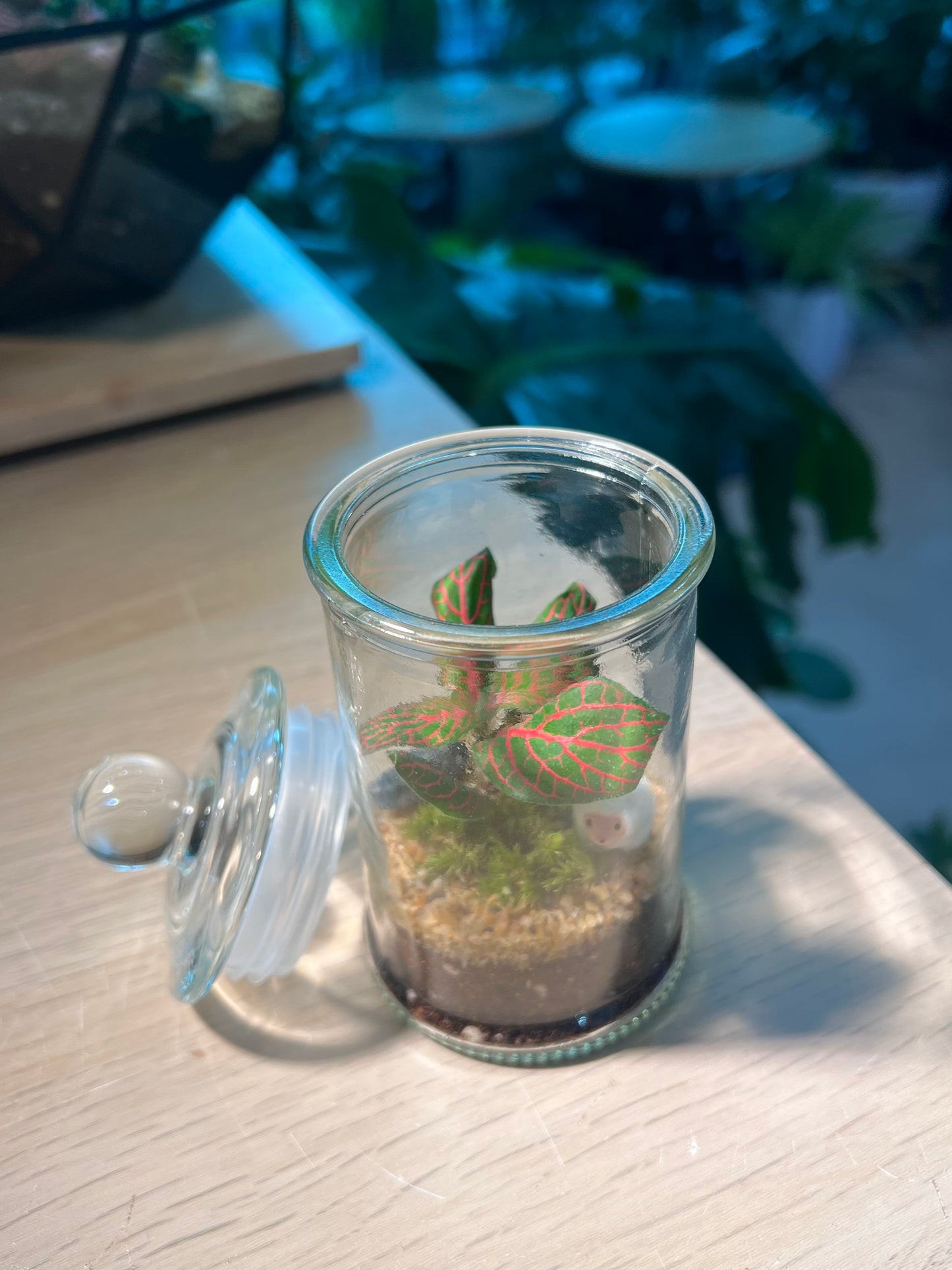 Fittonia with Moss (Indoor Plant) Arrangement in Terrarium Jar (S)