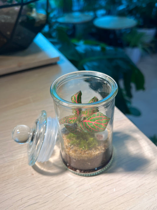 Fittonia with Moss (Indoor Plant) Arrangement in Terrarium Jar (S)
