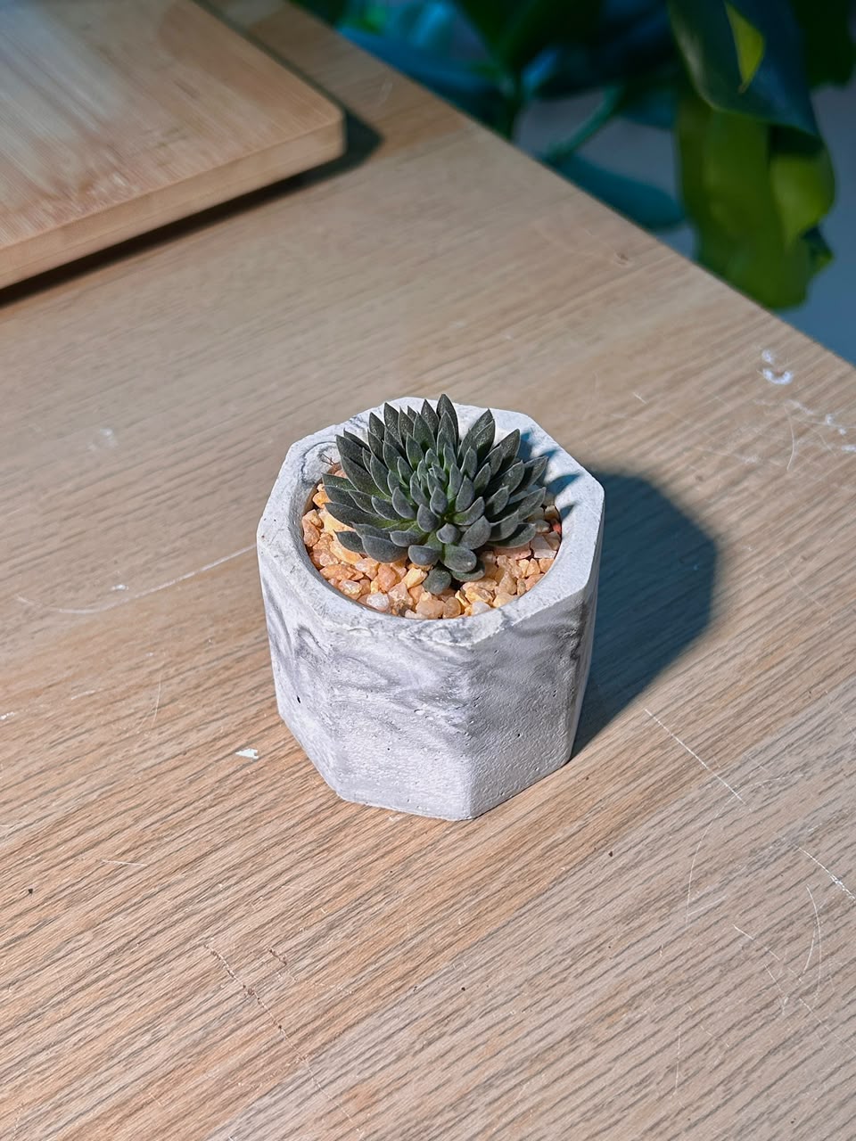 Chinese Jade (多肉黑玉扇) Sinocrassula Yunnanensis in  Matte Marbled Geometric Pot