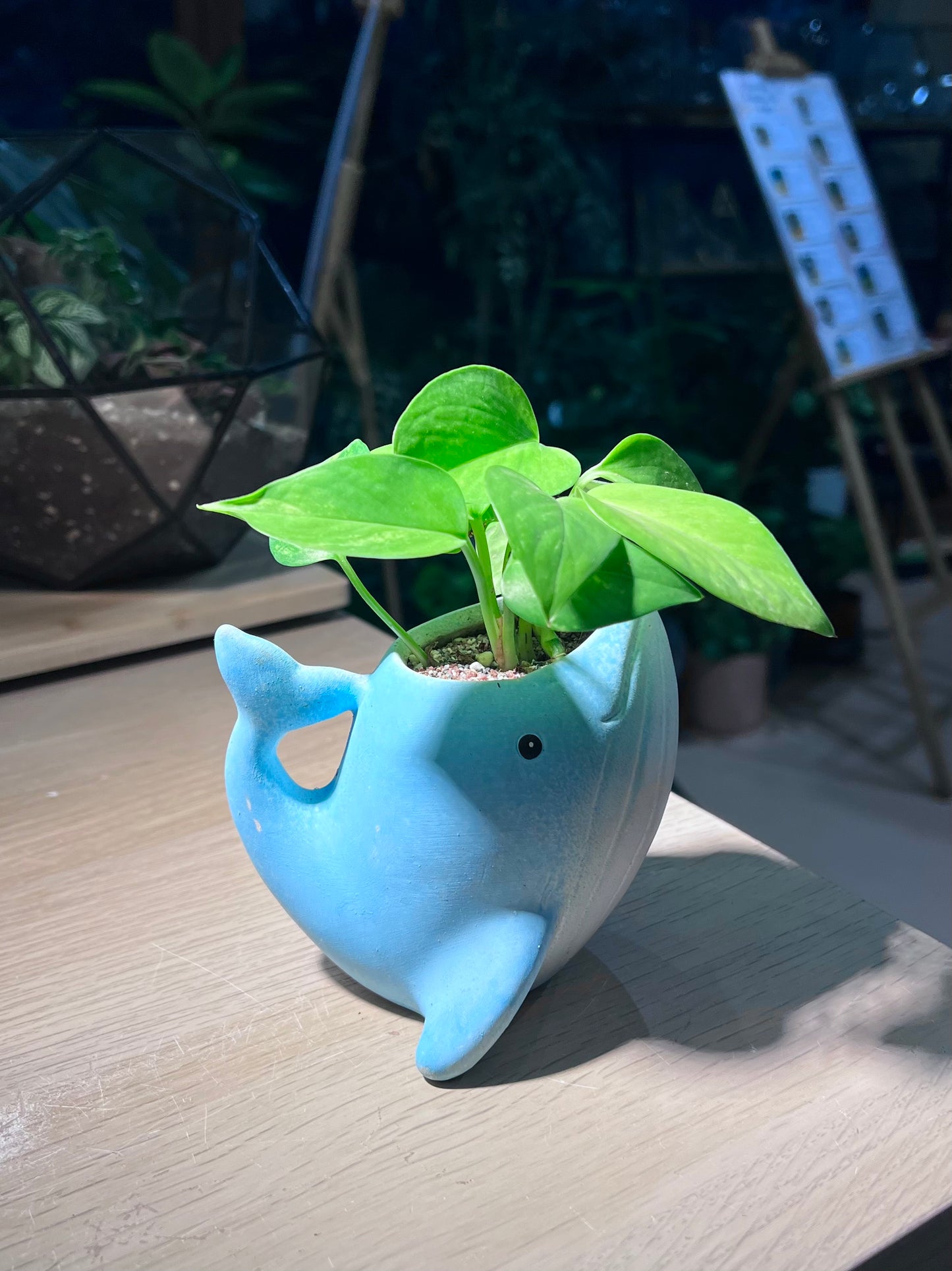 Money Plant (Epipremnum Aureum) in Whale Animal Ceramic Pot