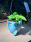 Money Plant (Epipremnum Aureum) in Whale Animal Ceramic Pot