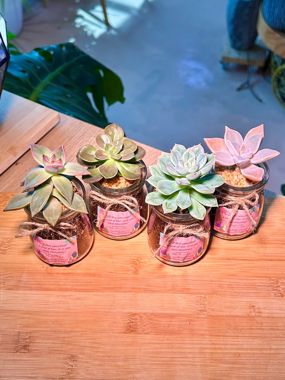 Echeveria Succulent in Pudding Jar