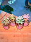 Echeveria Succulent in Pudding Jar