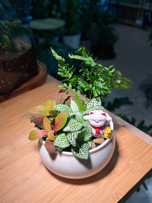 CNY Theme - Fittonia and Fern Arrangement in White Ceramic Pot