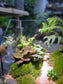 Indoor Plant Arrangement in Serene Forestscape Terrarium