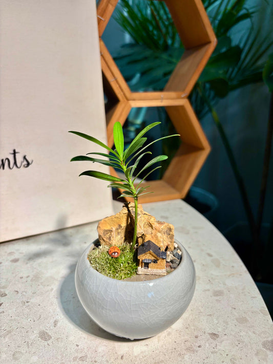 Podocarpus Seedlings in Grey Ceramic Pot 🩶