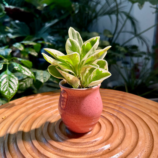 Peperomia in Pink Designer Pot