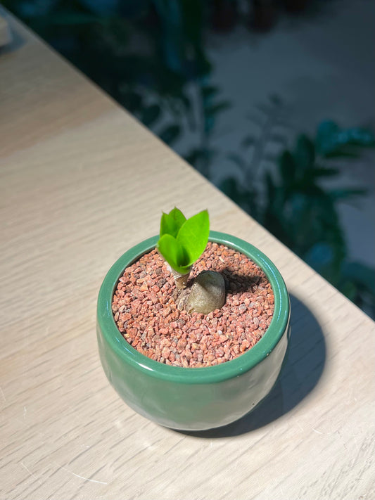 Zz Plant (金钱树) in Green Ceramic Pot