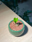 Zz Plant (金钱树) in Green Ceramic Pot