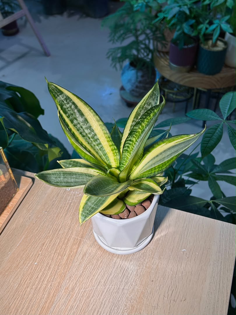 Sansevieria Golden Hahnii (金边短叶虎尾兰) Sansevieria Trifasciata in White Geometric Pot