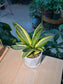Sansevieria Golden Hahnii (金边短叶虎尾兰) Sansevieria Trifasciata in White Geometric Pot