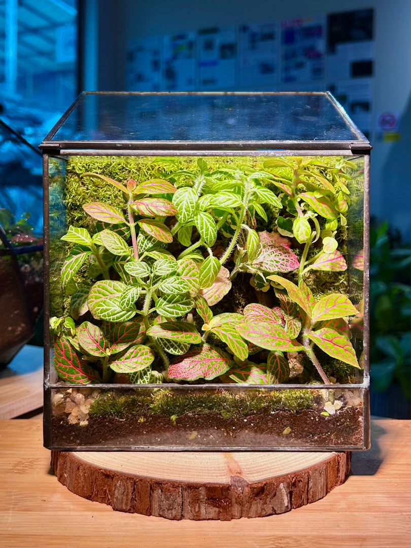 Moss Wall Arrangement in Black Rectangular Glass with Top Hung Lid