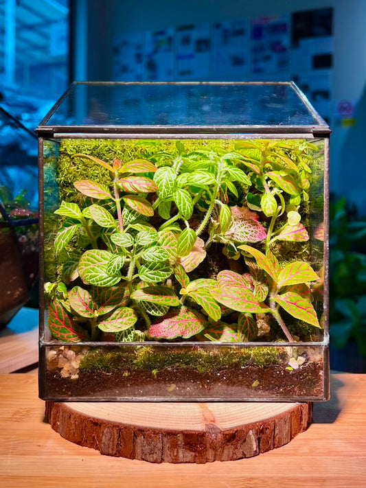 Moss Wall Arrangement in Black Rectangular Glass with Top Hung Lid