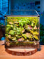 Moss Wall Arrangement in Black Rectangular Glass with Top Hung Lid