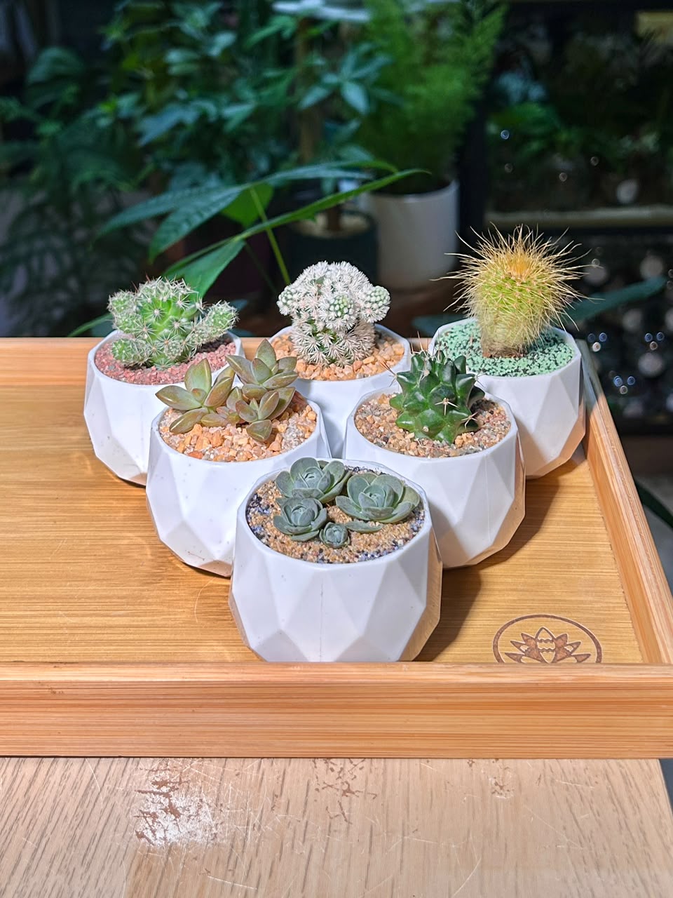 Door Gift - Mini Succulent & Cactus (多肉植物与仙人掌) in Geometric Polymer Pot (10pcs/set)